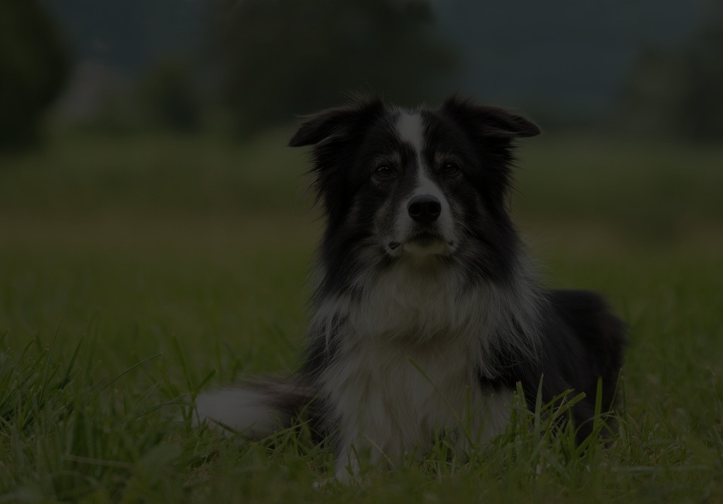 Bollnäs Veterinärpraktik AB-hero-background